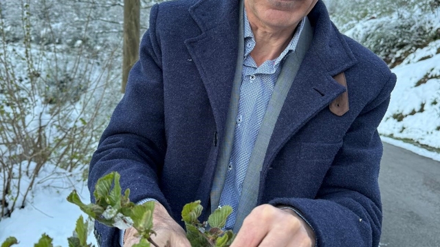 Giresun Ziraat Odası'ndan fındıkta 2026 için risk uyarısı