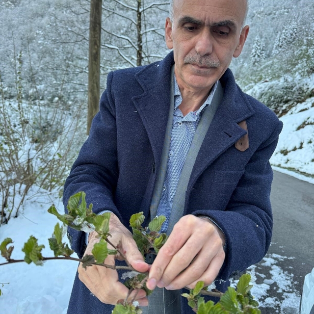 Giresun Ziraat Odası'ndan fındıkta 2026 için risk uyarısı