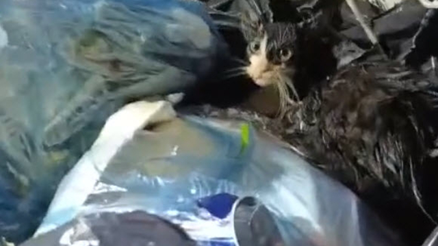 Konteyneri boşaltırken gördükleri ağzı bağlanmış poşetteki kediyi kurtardılar