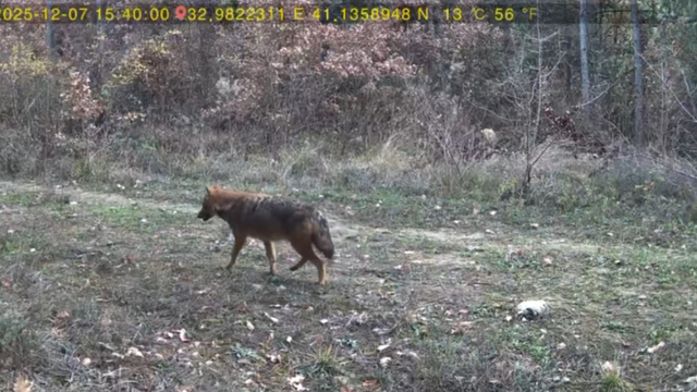 Ormanda dolaşan vaşak ile kurt fotokapana yansıdı