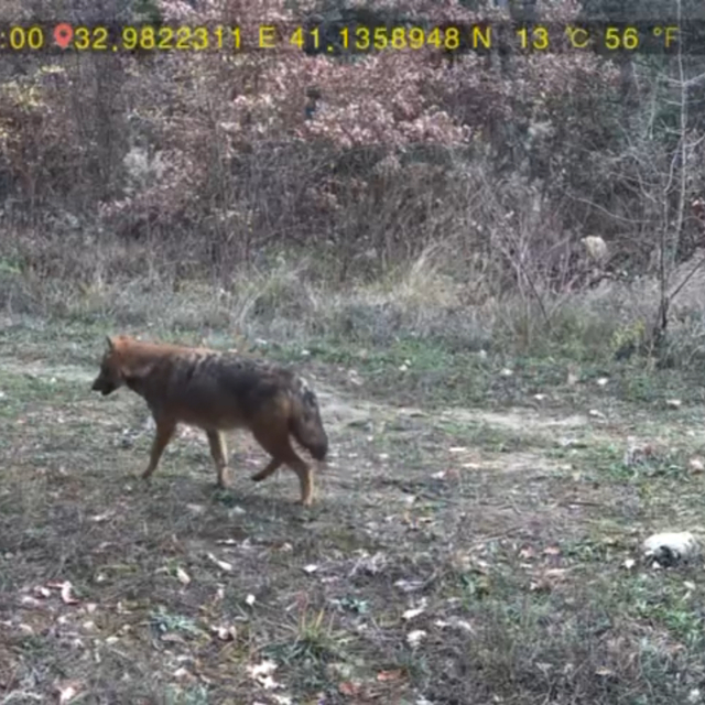 Ormanda dolaşan vaşak ile kurt fotokapana yansıdı
