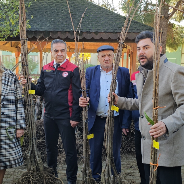 Aydın dağları sağlıklı kestane ağaçlarıyla donatılıyor