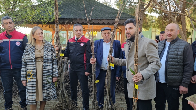 Aydın dağları sağlıklı kestane ağaçlarıyla donatılıyor