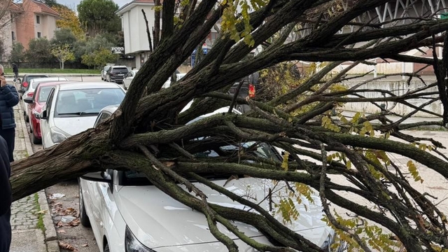 Bursa'da devrilen ağaç korku dolu anlar yaşattı