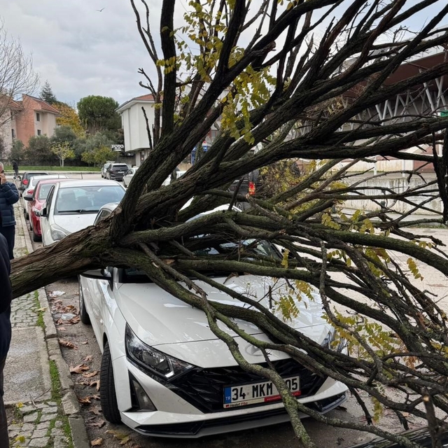Bursa'da devrilen ağaç korku dolu anlar yaşattı