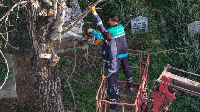 Başiskele'de budanan ağaç dalları ihtiyaç sahiplerine yakacak oluyor