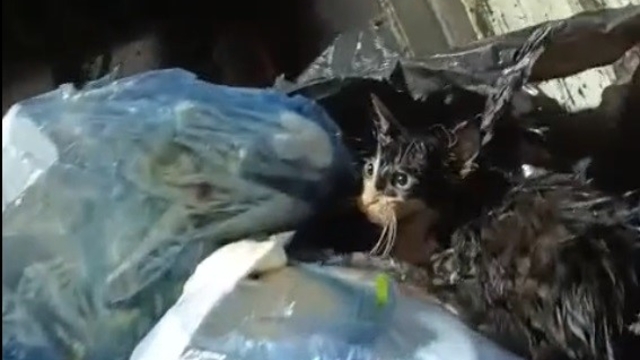 Kediyi poşete koyup çöpe attılar
Kedi belediye personelinin dikkati sayesinde kurtarıldı
