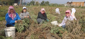Kuraklığın rekolteyi etkilediği yer fıstığında hasat başladı