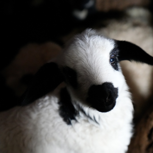 Erzincan'da yılın son kuzuları üreticilerin yüzünü güldürdü