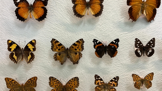 Van'da binlerce kelebeğin korunduğu araştırma koleksiyonu büyüyor