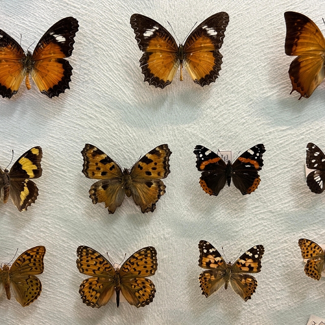 Van'da binlerce kelebeğin korunduğu araştırma koleksiyonu büyüyor