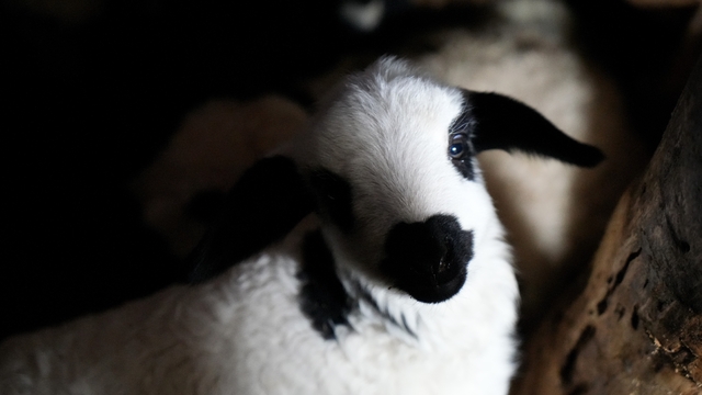 Erzincan'da yılın son kuzuları üreticilerin yüzünü güldürdü