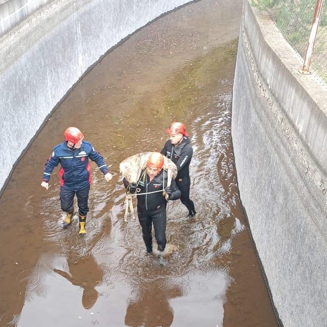 Su kanalına düşen karaca kurtarıldı, itfaiye eri metrelerce omzunda taşıdı