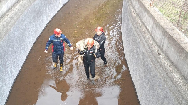 Ordu'da su kanalına düşen karaca itfaiye ekiplerince kurtarıldı