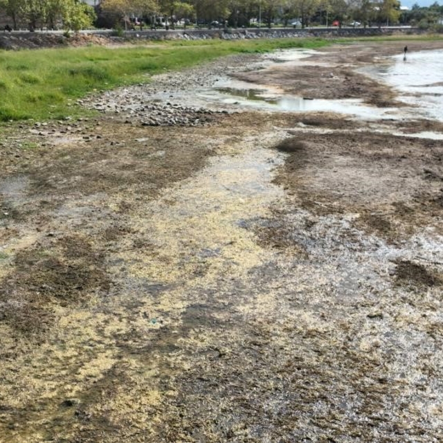 İznik Gölü kuruyor: Cargill'in yer altı sularından yılda 1 milyon metreküpt...