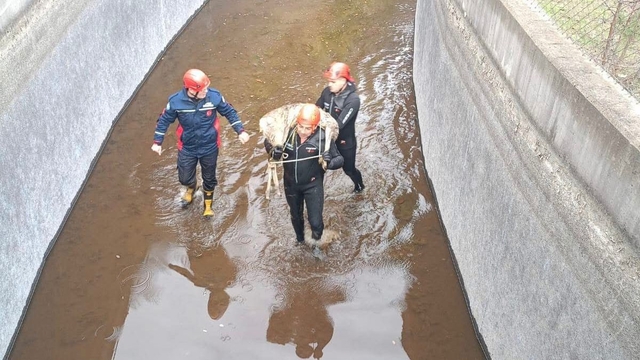 Su kanalına düşen karacayı, itfaiye kurtardı