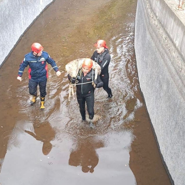 Su kanalına düşen karacayı, itfaiye kurtardı