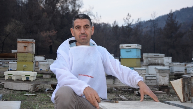 Ana arı üretiminde büyük başarı: Bir arı kovanıyla hobi olarak başladı, şimdi Türkiye'nin her yerine koloni gönderiyor
Bilecikli arıcı: "Bu yıl Türkiye'nin birçok yerine yaklaşık bine yakın ana arı sattık"
"Sürdürülebilir arıcılıkta sakin ve oğul eğilimi düşük arılarla çalışmak çok önemli"