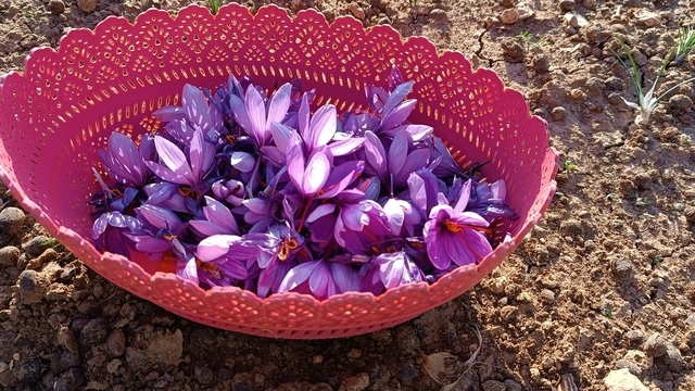 Batman'da fıstığa alternatif olarak ektiği safrandan yüksek verim aldı