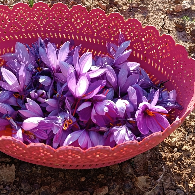 Batman'da fıstığa alternatif olarak ektiği safrandan yüksek verim aldı