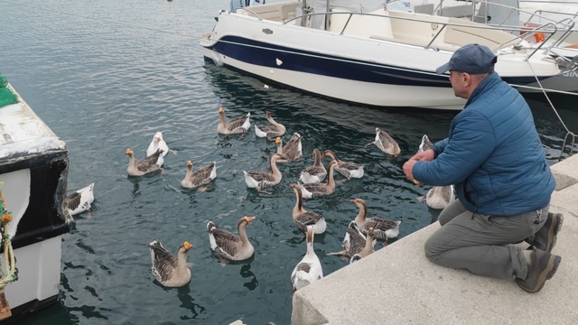 Şarköy'ün maskotu 'Vakvaklar'