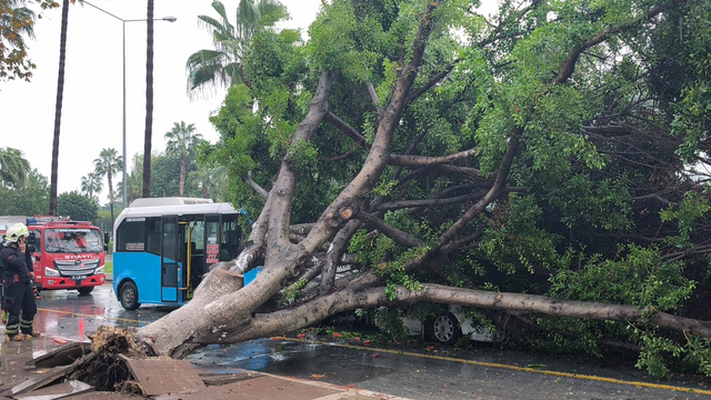 Mersin'de kökünden sökülen ağaç, seyir halindeki araçların üzerine devrildi