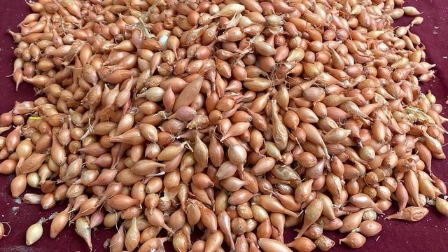 Soğan üreticilerine 'Dikim zamanı' uyarısı