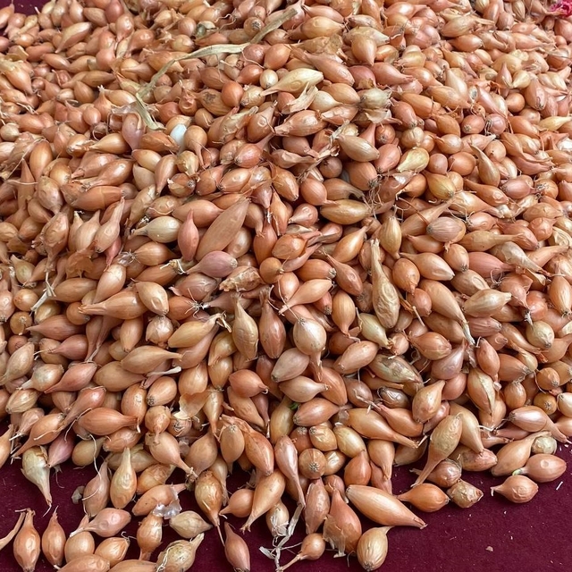 Soğan üreticilerine 'Dikim zamanı' uyarısı