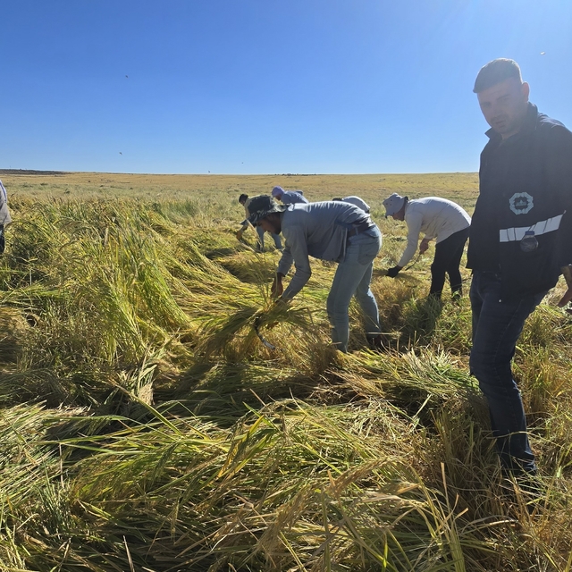 Volkanik arazide yetiştirilen Karacadağ pirinci zengin mineral oranıyla dik...