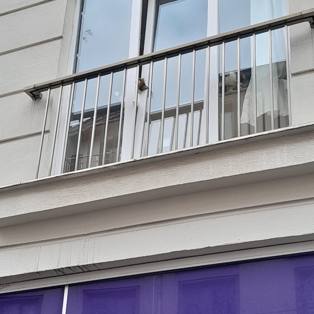 Başı pencereye sıkışan kedi için kurtarma operasyonu