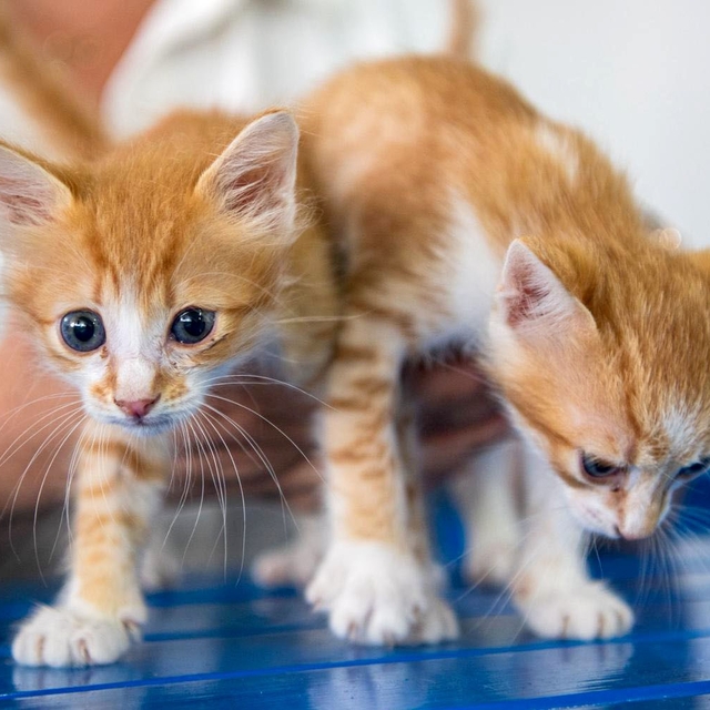 Kuşadası Belediyesi Veteriner İşleri Müdürlüğü'nden 'mikroçip taktırın' uya...