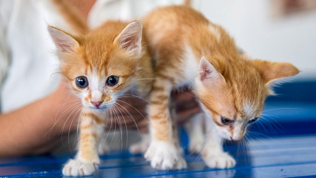 Kuşadası Belediyesi Veteriner İşleri Müdürlüğü'nden 'mikroçip taktırın' uyarısı