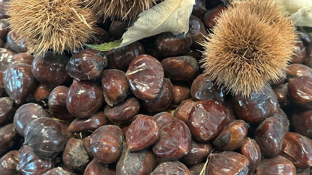 Bursa kestanesinin geleceği konuşuldu