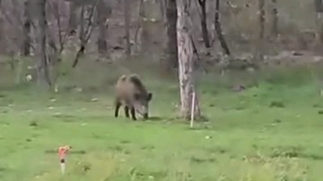 Yaban domuzu da üniversiteli oldu