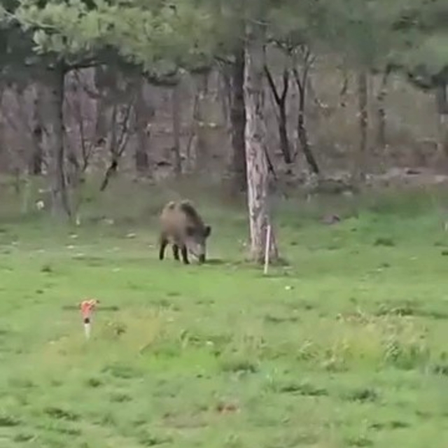 Yaban domuzu da üniversiteli oldu