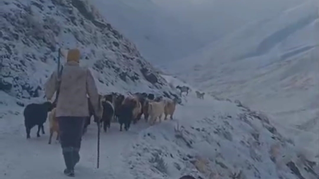 Ağrı'da kar ve tipi hayatı durdurdu
Eleşkirt'te 3 köy yolu ulaşıma kapandı, Taşlıçay'da sürü tipiye yakalandı