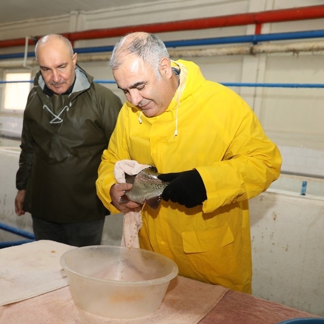 Elazığ'da alabalık sağım çalışmaları sürüyor