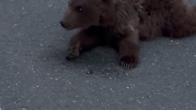 Kara yolundaki yaralı yavru ayı DKMP'ya teslim edildi