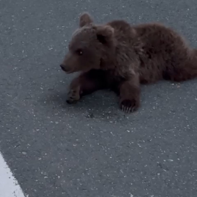 Kara yolundaki yaralı yavru ayı DKMP'ya teslim edildi