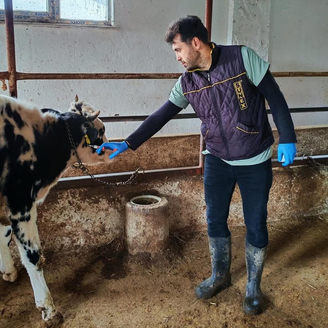 Şap hastalığına karşı aşılama çalışması yapıldı