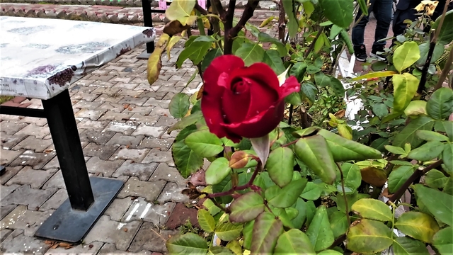 Yozgat'ta yalancı bahar: Aralık ayında güller ve diğer çiçekler açtı