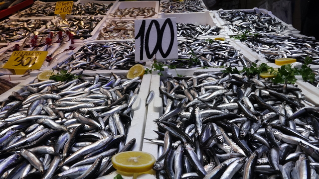 Balık tezgahlarında hamsi bolluğu