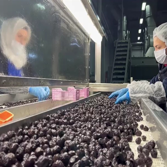 35 milyon dolarlık ihracatla 65 ülkenin sofrasında yer alan Türk zeytininde...