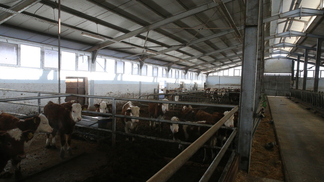 Devlet desteğiyle 4 olan hayvan sayısını 9 yılda 80'e çıkardı