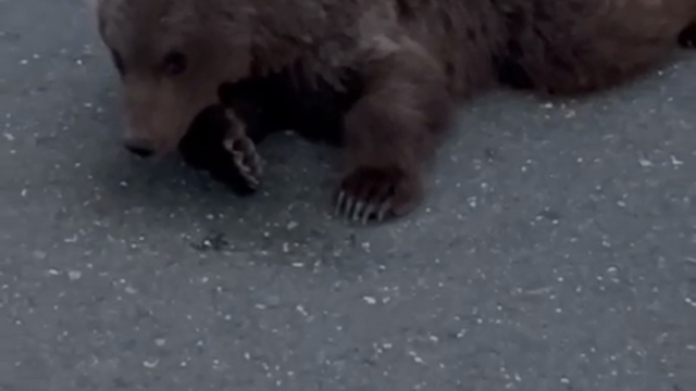 Yolda yaralı bulunan bozayı tedaviye alındı