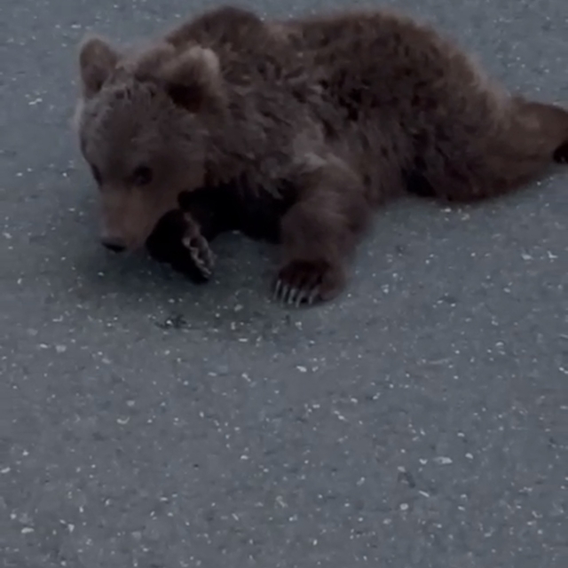 Yolda yaralı bulunan bozayı tedaviye alındı