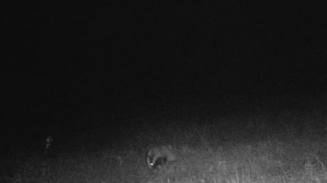 Tekirdağ'da porsuk ve kaya sansarı görüntülendi