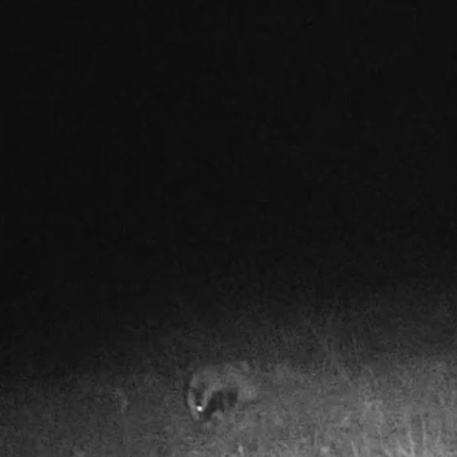 Tekirdağ'da porsuk ve kaya sansarı görüntülendi