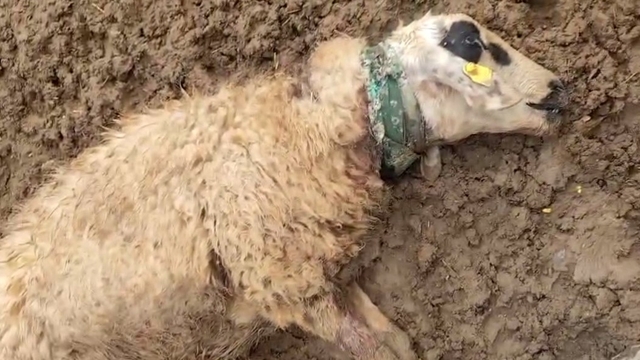 Şanlıurfa'da sürüye saldıran kurt 18 koyunu telef etti