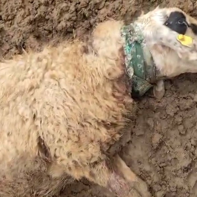 Şanlıurfa'da sürüye saldıran kurt 18 koyunu telef etti